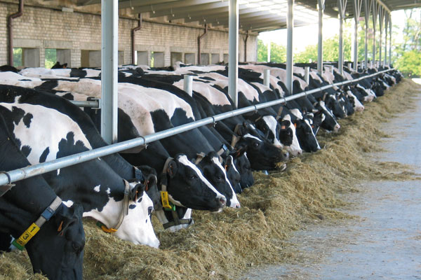 JOSERA DairyPilot – innovant et efficace pour un rendement constant et la santé animale